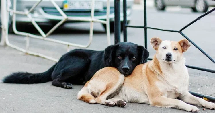 İstanbul Valiliği’nden belediyelere: Sahipsiz köpekleri toplayın