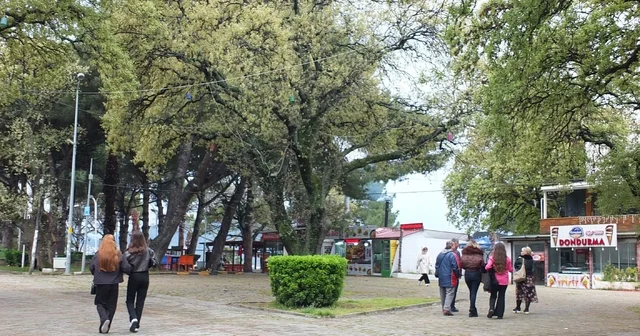 Burhaniye de tescilli tarihi meşeler Ören e güzellik katıyor Balıkesir Haberleri