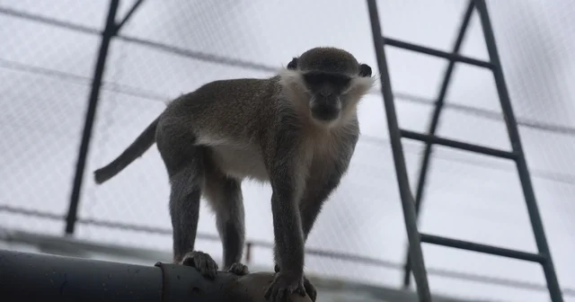 Denizli de yakalanan maymun Konya da hayvanat bahçesine teslim edildi Konya Haberleri
