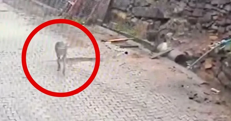 Kurt karnını doyurmak için mahalleye indi