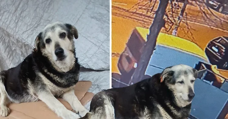 10 yıldan fazla süredir aynı yerde yatıyordu Kadıköy ün Pakize sini öldürüp kaçtılar