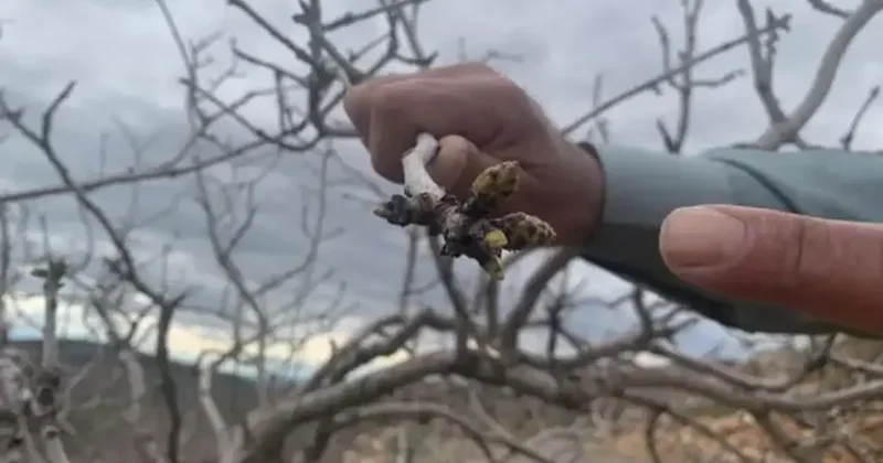 Kar ve yağmur bereketi: Antep fıstığında kuraklık endişesi geçti