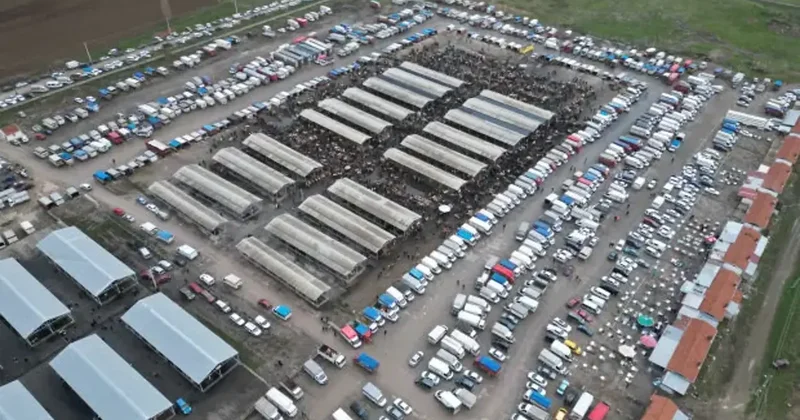 Koyun fiyatları 18 ile 22 bin lira arasında değişiyor