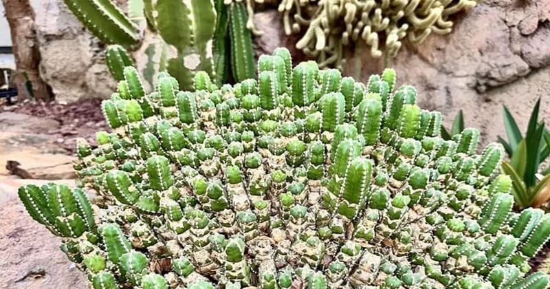 Dünyanın en acı bitkisi: En acı biber bile yanında hafif kalıyor Sözcü Gazetesi