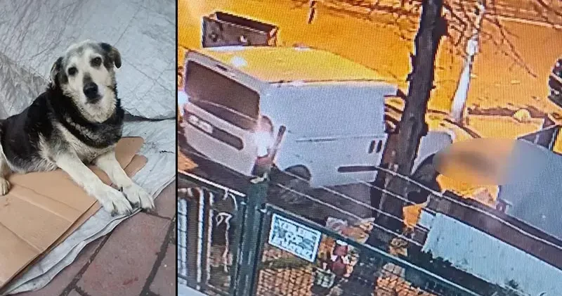 Kadıköy’de kaldırımda yatan ‘Pakize’ isimli köpeği ezip yollarına devam ettiler