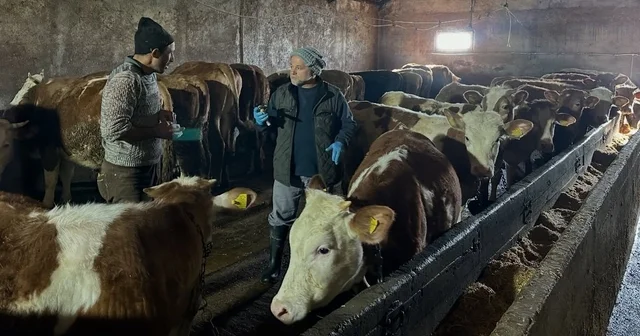 Aydıntepe nin 23 köyünde ve 4 mahallesinde şap aşılama kampanyası tamamlandı Bayburt Haberleri