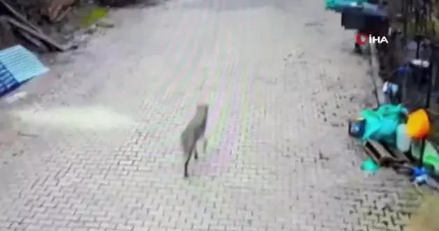 Feke de yerleşim alanına inen kurt görüntülendi