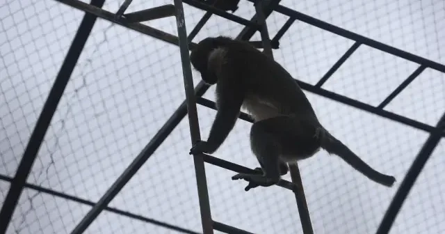 Denizli de bir başka maymun vakası: Açlıktan bitkin düşüp yakalandı VİDEO İZLE