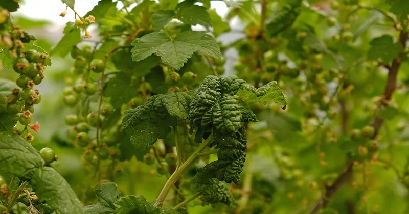 Avrupalıların ayıla bayıla yediği bu meyveyi Türkler evine bile sokmuyor Sözcü Gazetesi