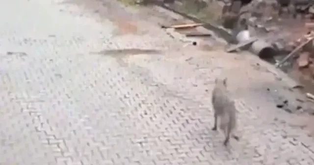 Adana da kurt sokak sokak dolaşıp evlerin bahçesine kadar girdi VİDEO İZLE