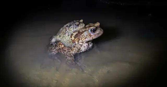 Kütahya da 5 bin yıllık göç yeniden başladı VİDEO İZLE