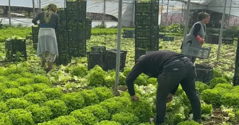 Geçen yıl tanesi 5 liraydı! Kıvırcık bu sene yüzleri güldürdü