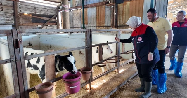 Düzce de ari işletme sayısı artıyor Düzce Haberleri