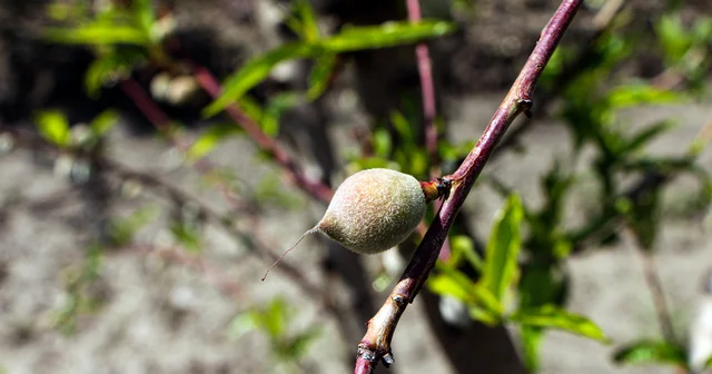 Ağır kış şartlarına karşın Çukurova da sert çekirdekli meyveler olgunlaştı Adana Haberleri