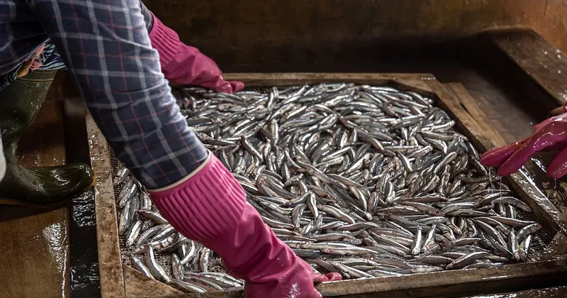 Kalbi ve beyni yenileyen en ucuz balık Sözcü Gazetesi