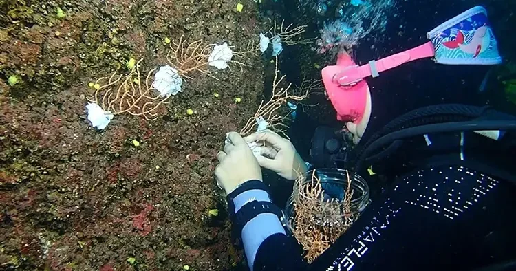 Bakan Kurum paylaştı: Marmara daki popülasyonu artıracak proje