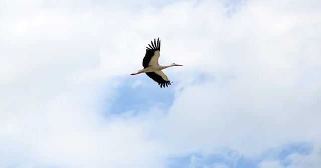 Leyleklerin yuva kararsızlığı Antalya Haberleri