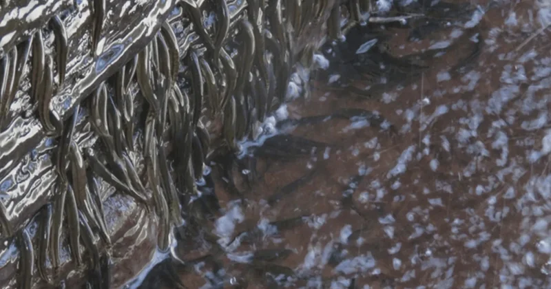 Patates kızartması boyundaki balıklar 15 metreyi tek nefeste tırmanıyor! Sözcü Gazetesi