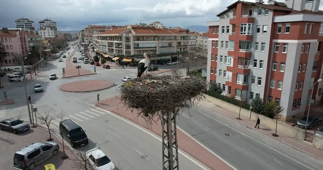 Konya nın leylekleri direkteki yuvalarına geldi Konya Haberleri