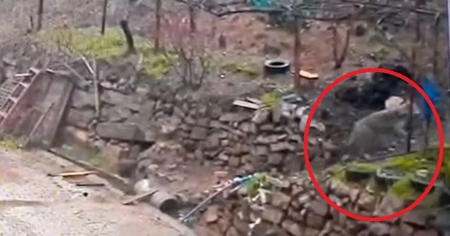 Adana da aç kalan kurdun, yerleşim yerinde yemek aradığı anlar kamerada Adana Haberleri