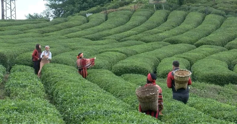 Avrupa nın çay şampiyonu: Boş yer yok, mezarlıklarda bile yetişiyor Sözcü Gazetesi