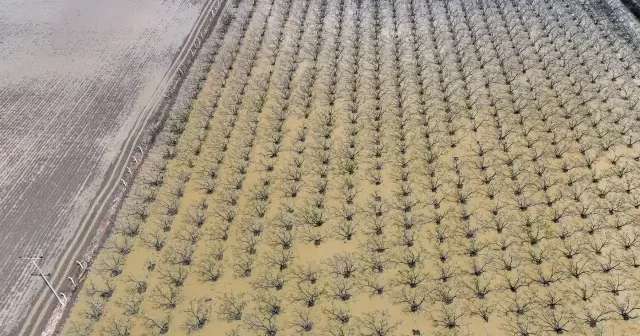 İzmir de sağanak nedeniyle bazı tarım arazileri ve meyve bahçeleri su altında kaldı VİDEO İZLE