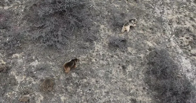 Erzincan da kış uykusundan uyanan ayılar havadan görüntülendi Erzincan Haberleri