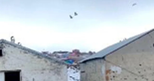 Çoban köpeklerinin drona tepkisi kamerada Kars Haberleri