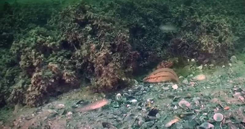 Karadeniz in dibinde devasa tarla keşfedildi: Uzaydan bile görülebilen bir mucize Sözcü Gazetesi