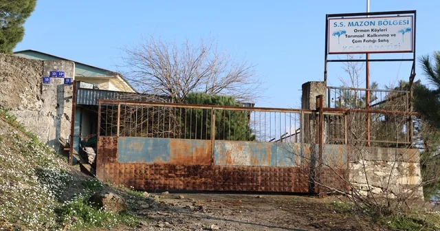 Üreticilere umut olacaktı, şimdi çürümeye terk edildi Aydın Haberleri