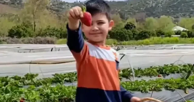 Adana’da tarlaya giren aileler kendi çileğini dalından kopardı VİDEO İZLE
