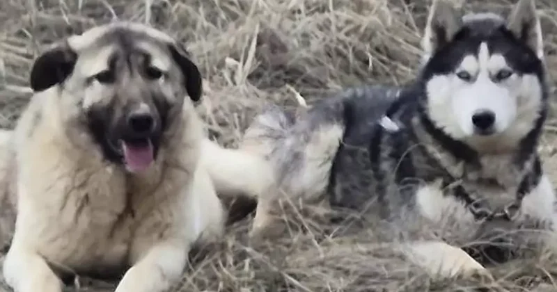 Sivas kangalı ile Sibirya kurdunun görüntüleri gündem olmuştu! Olay yorum: Bizim erkeklerimiz böyledir