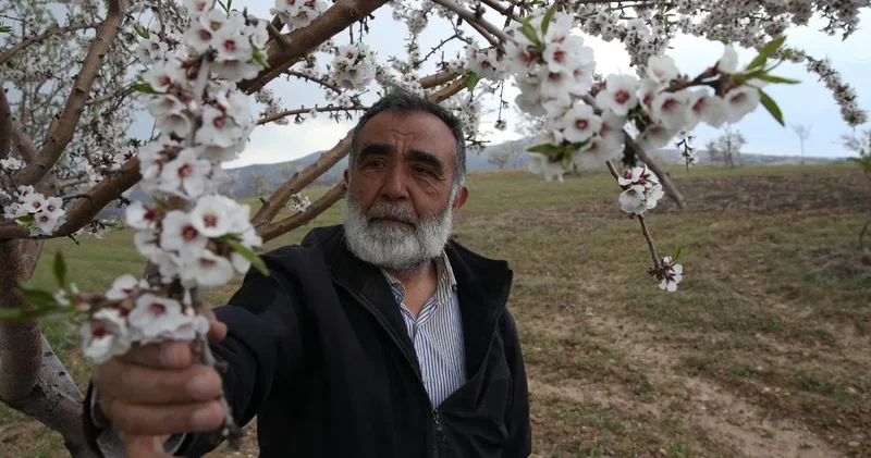 35 yıllık doktor çiftçi oldu: Bin dönüm çorak araziye ektiği 15 bin ağacın meyvesi lezzetiyle meşhur oldu