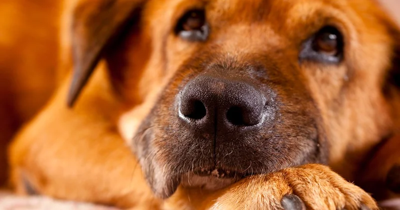Yaralı köpeklerle bağış toplama dolandırıcılığı ifşa oldu