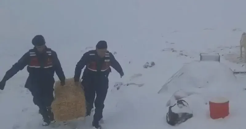 Jandarmadan karda mahsur kalan hayvanlar için saman balyası