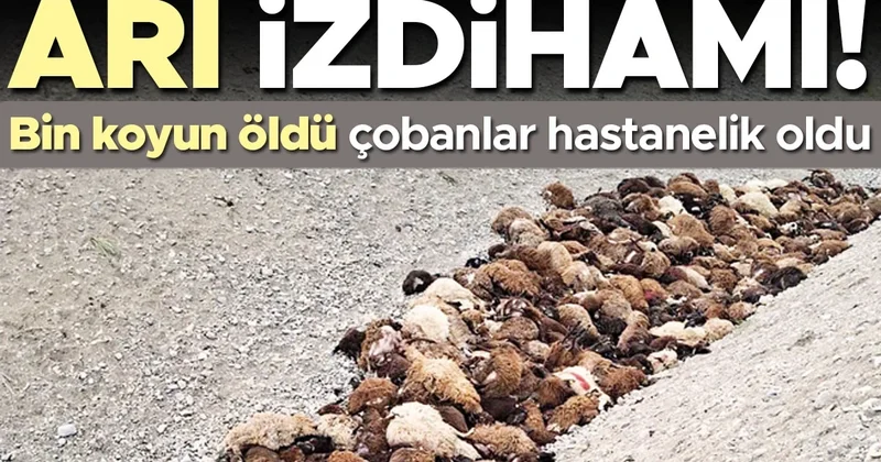 Arı izdihamı... 1000 koyun can verdi