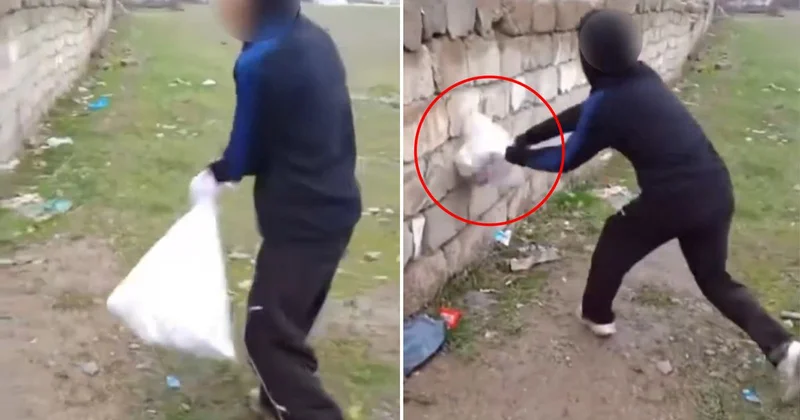 Van da bir grup çocuk kediye böyle eziyet etti! Çuvala koyup duvara vurdular