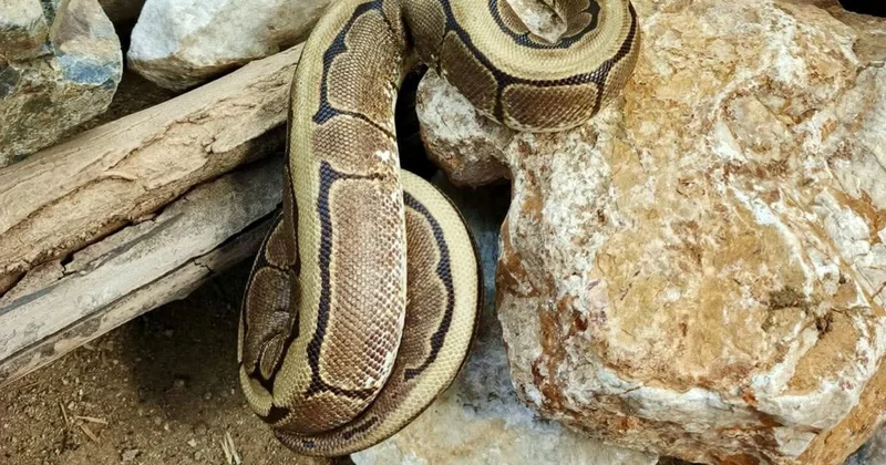 Ordu da yasa dışı bulundurulan piton ele geçirildi