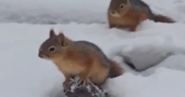 Bolu’da sincapların kar keyfi kamerada VİDEO İZLE