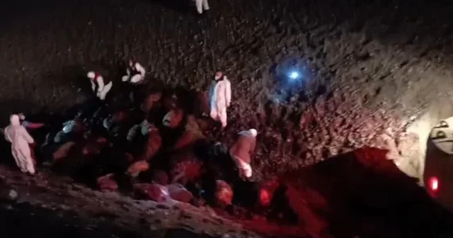 Iğdır’da 816 koyun arı saldırısında telef oldu VİDEO İZLE