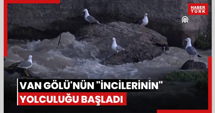Van Gölü nün incilerinin yolculuğu başladı