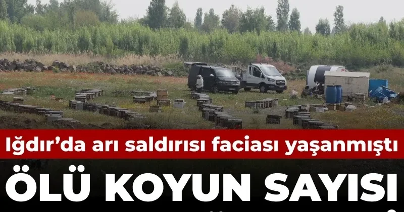 Ölü koyun sayısı 816 oldu! Iğdır’da arı saldırısı faciası