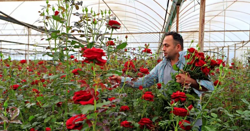 Üreticiden 20 TL ye çıkıyor: Çiçekçide 200 lira
