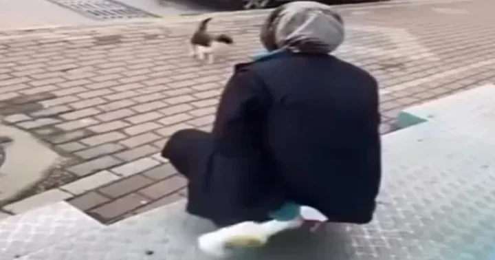 Tepki çeken görüntüler! Kediyi yanına çağırıp yüzüne yağ çözücü sprey sıkmıştı... Adli kontrol şartıyla serbest bırakıldı
