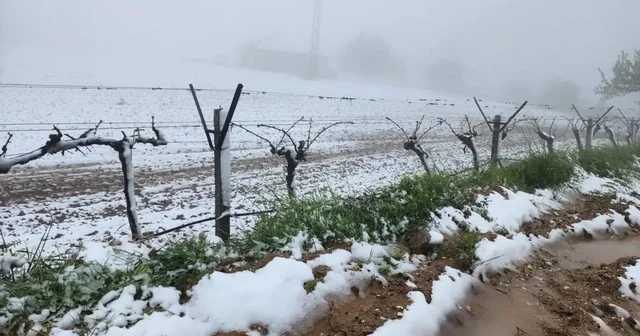 Yüksek kesimlerde ani hava değişimi üreticiyi zorladı Manisa Haberleri