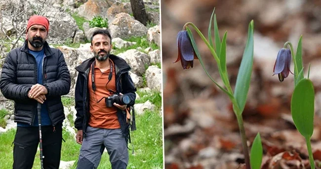 İki kafadar yürüyüş yaparken gördü: Dünyada yalnızca Sakız Dağı nda bulunuyor