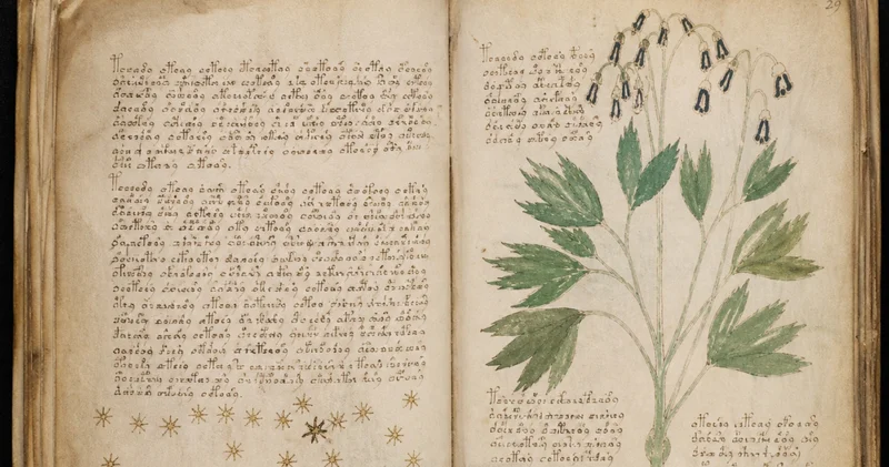 600 yıldır çözülemeyen el yazması: İçinde tanımlanamayan bitkiler ve astrolojik semboller yer alıyor