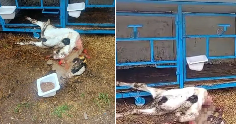 Başıboş köpekler buzağıyı parçaladı