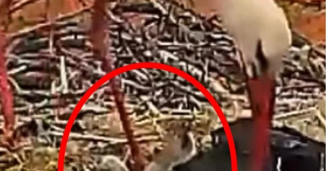 Yaren leylek ile Nazlı nın 5 yavrusu oldu Bursa Haberleri
