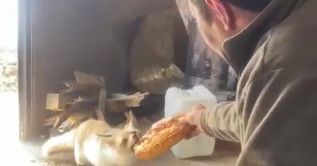 Ahlat ta tilki ile işçilerin dostluğu gülümsetiyor Bitlis Haberleri